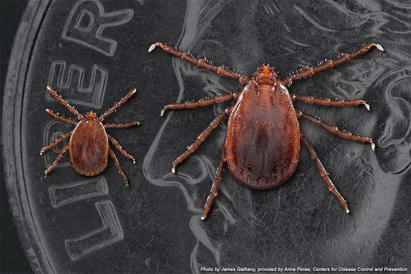 longhorned ticks
