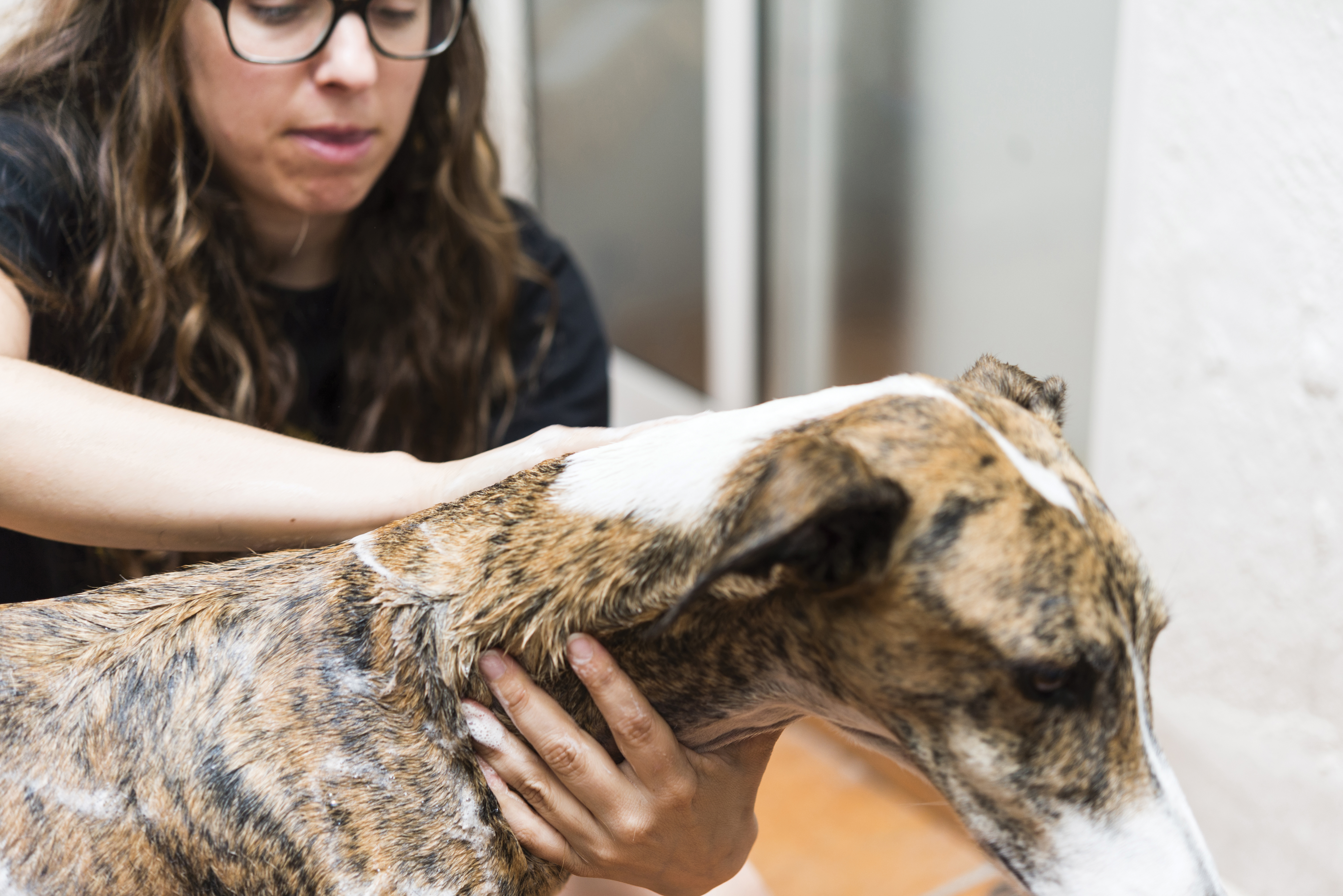 Young woman petting dog
