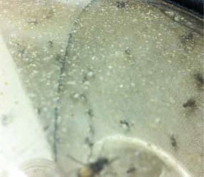 “Fly specks” or regurgitated stomach contents and feces deposited by house flies on a transparent surface.