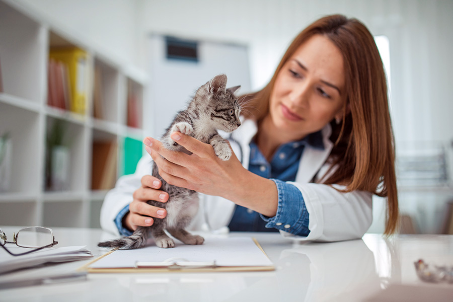 veterinarian holding kitten
