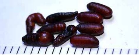 Fig. 2. Deformed house fly pupae caused by novaluron, a chitin-synthesis inhibitor IGR, beside four normal pupae (on right). (Photo: Mike Catangui)