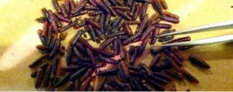 Fig. 3. Deformed house fly pupae caused by cyromazine, a moulting disruptor IGR. (Photo: Mike Catangui)