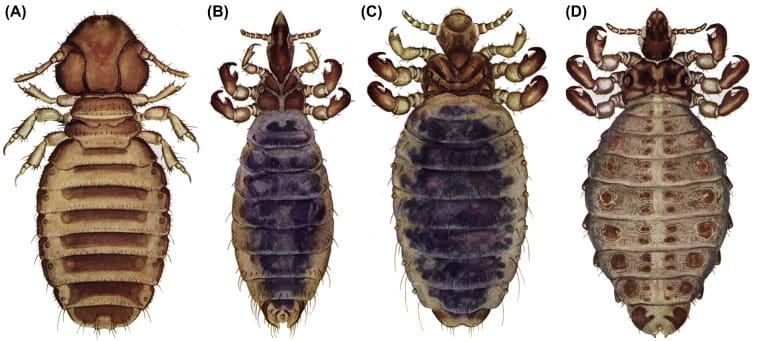 longhorned ticks