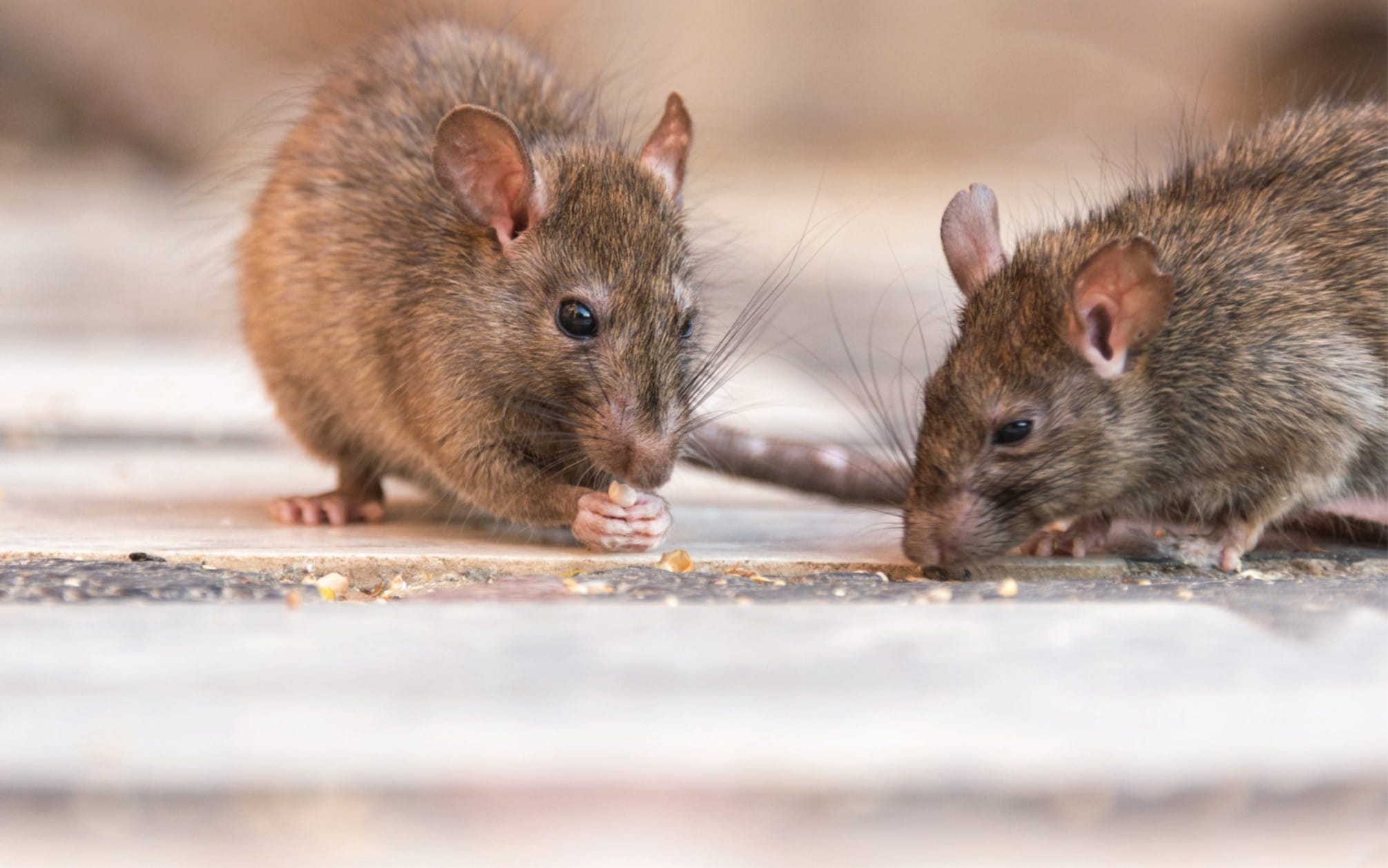 Rats eating off the floor